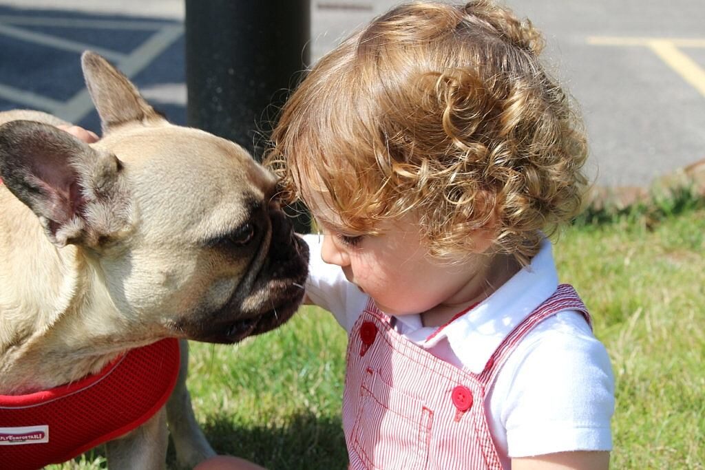 Cane che annusa un bambino