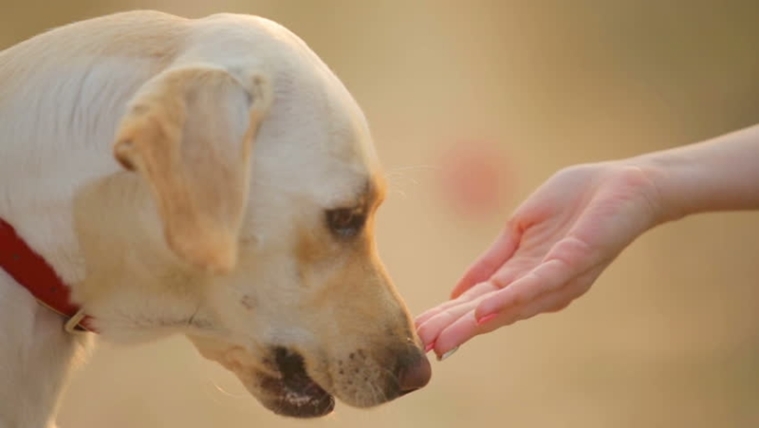 Cane che annusa una mano