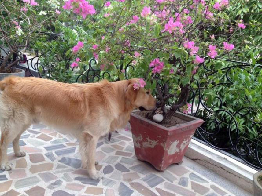 Cane che annusa una pianta