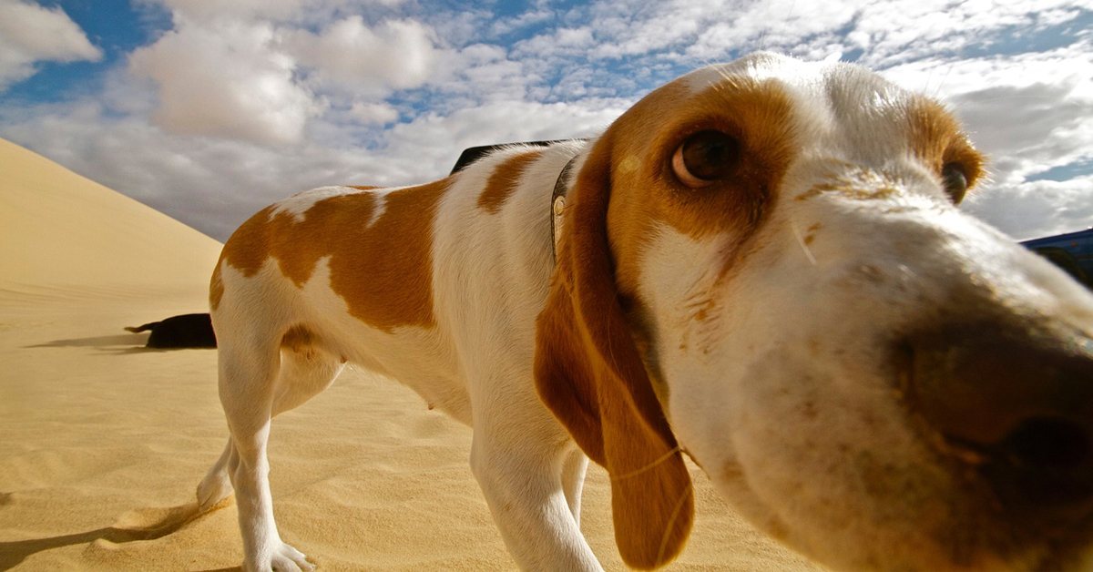 Bocconi avvelenati per cani: per l’AIDAA è la vera emergenza di quest’estate