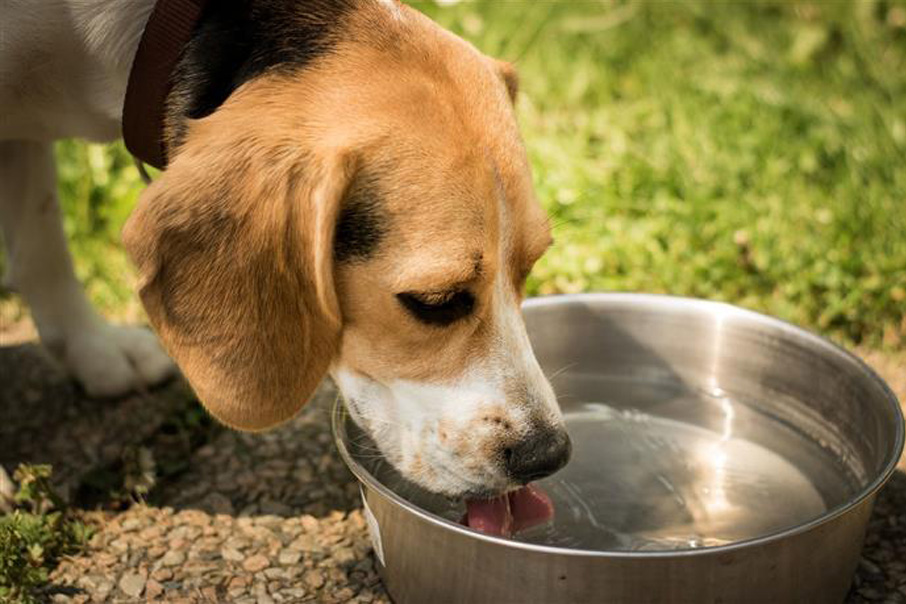 Cane che beve dentro ad una ciotola