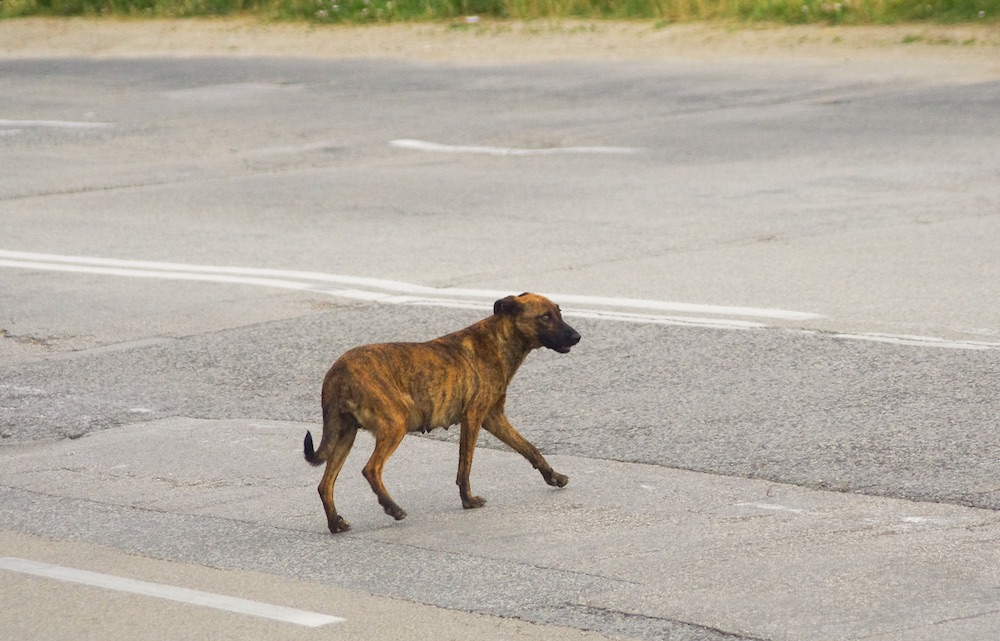Cane che cammina in mezzo alla strada