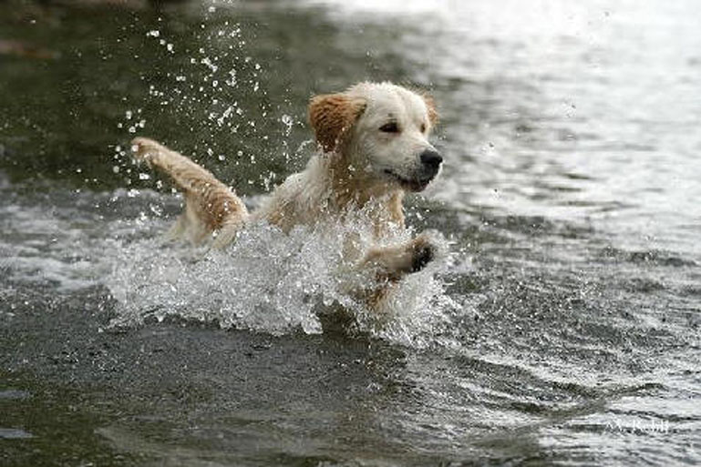 Cane che corre in acqua