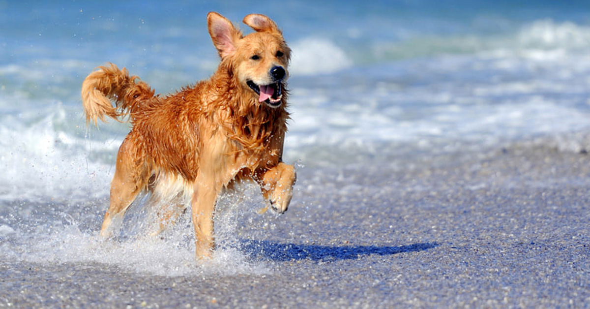 Pesaro: il cane fa il bagno in mare, il proprietario si becca una bella multa