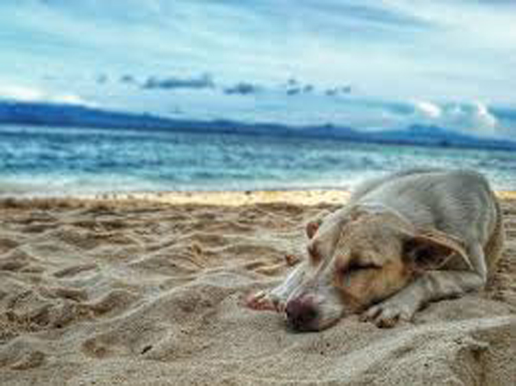 Cane che dorme in spiaggia