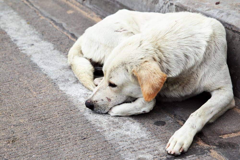 Cane che dorme per strada