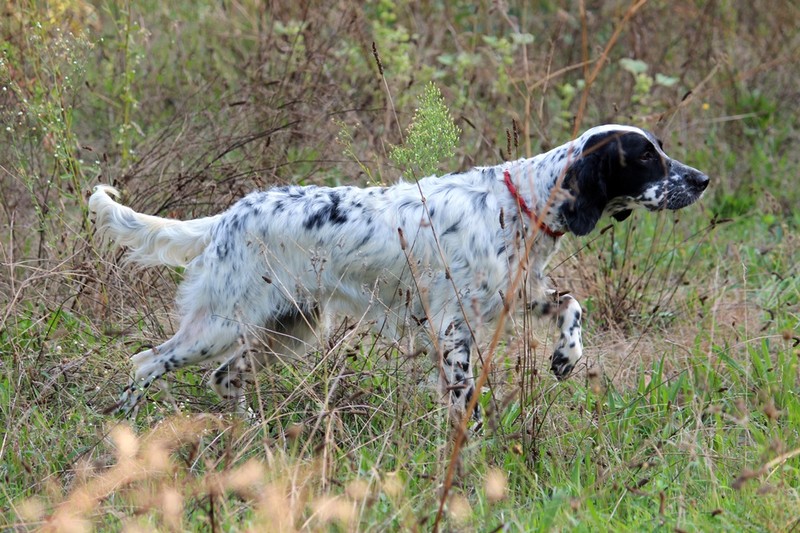 Cane che esplora