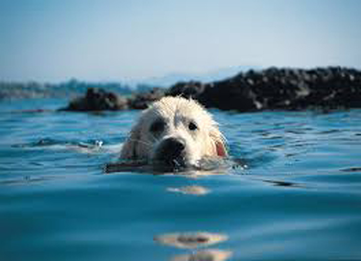 Cane che fa il bagno in acqua