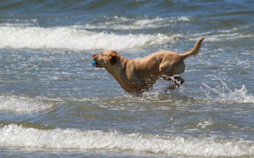 Cane che gioca in acqua