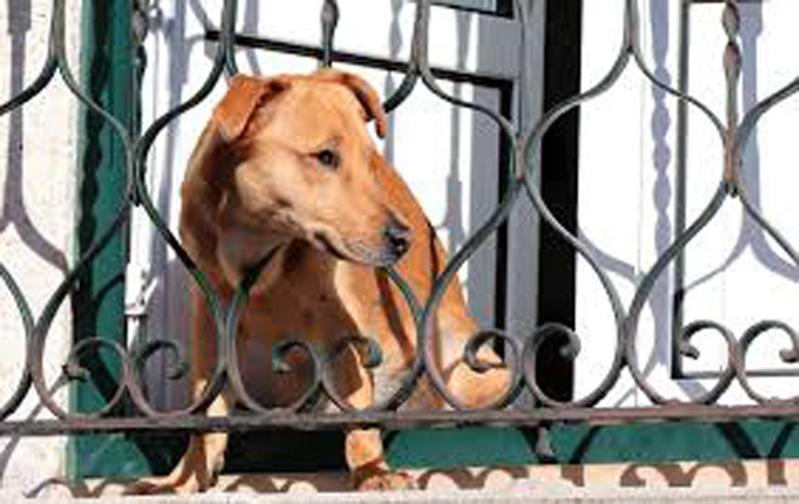 Cane che guarda da un balcone