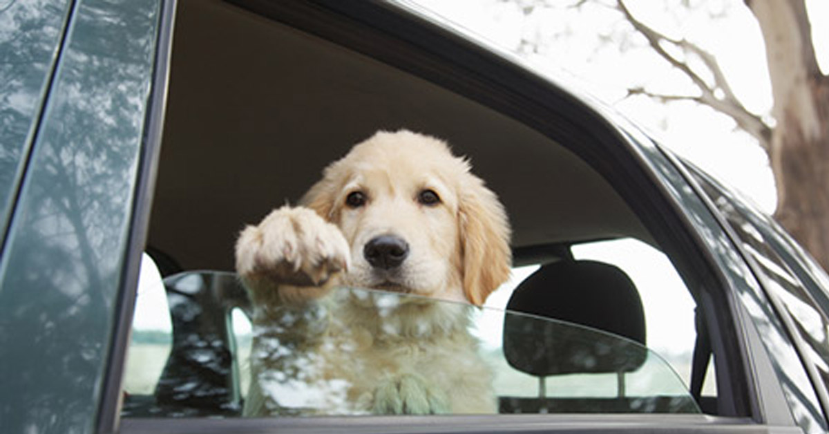 Parma: cane perde la vita perché dimenticato in auto dalla dog sitter