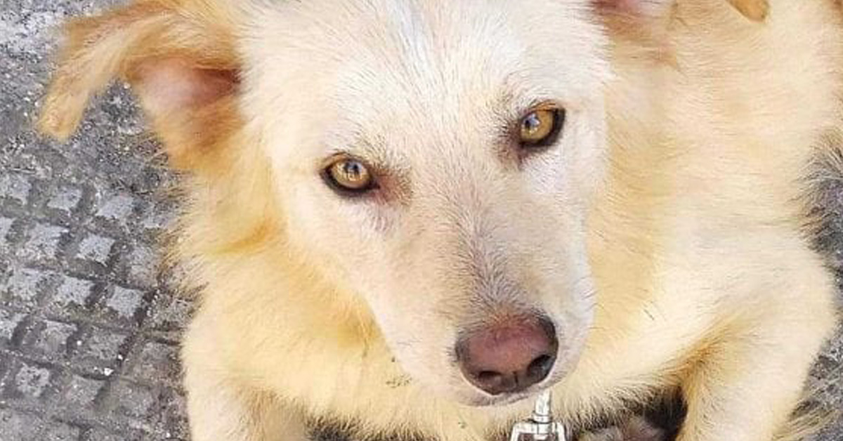 Bari, cane scagliato da un’auto in corsa: tutto il paese si impegna per Artù