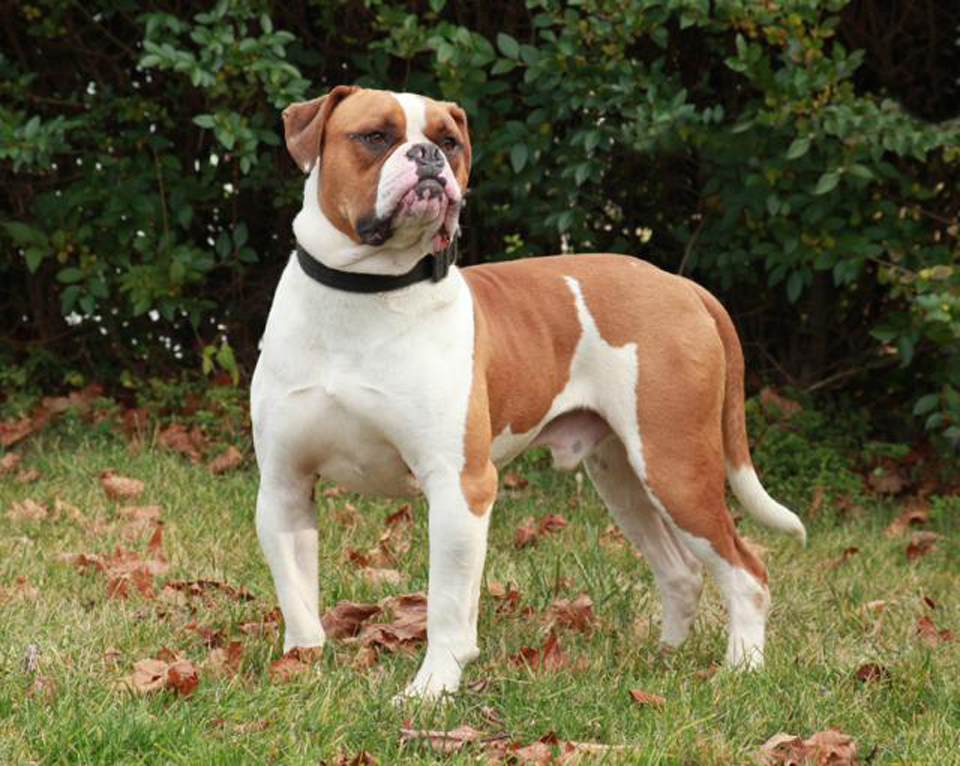 Cane che guarda in lontananza