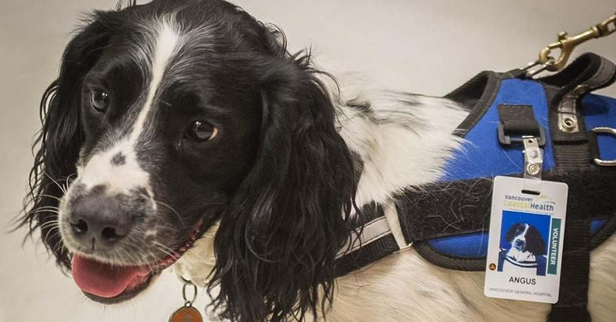 Cani che fiutano i batteri in ospedale: l’esperimento canadese dai risultati sorprendenti
