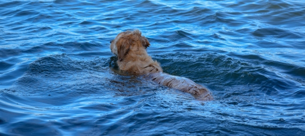 Cane che nuota in mare