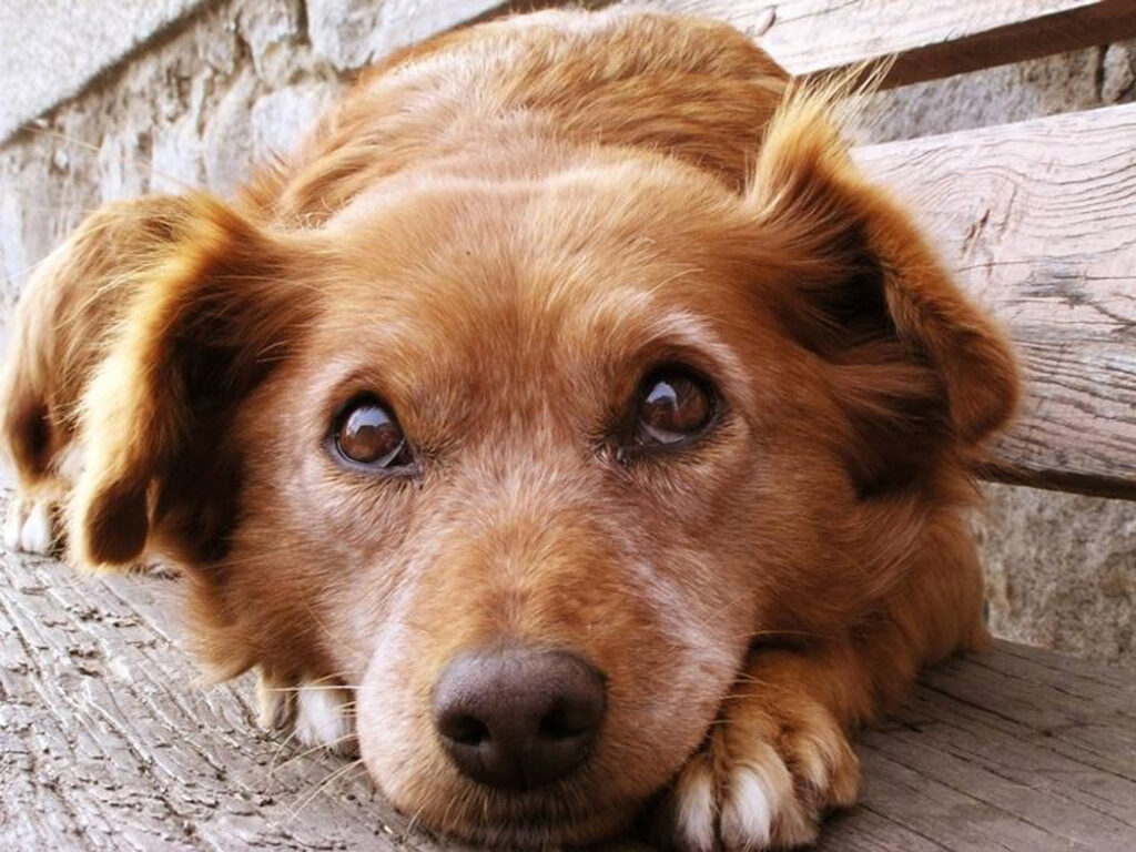 Cane che osserva