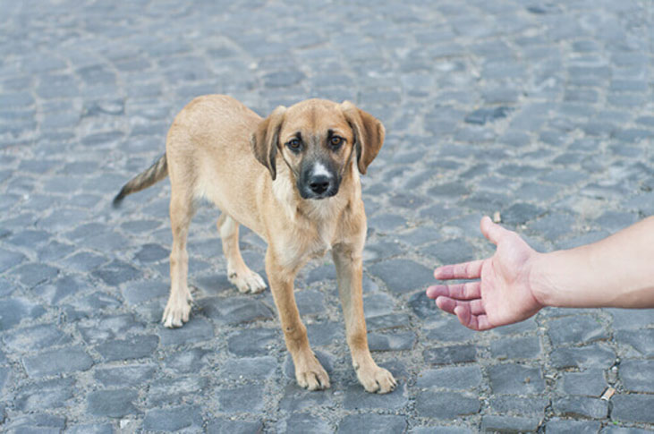 Cane che osserva