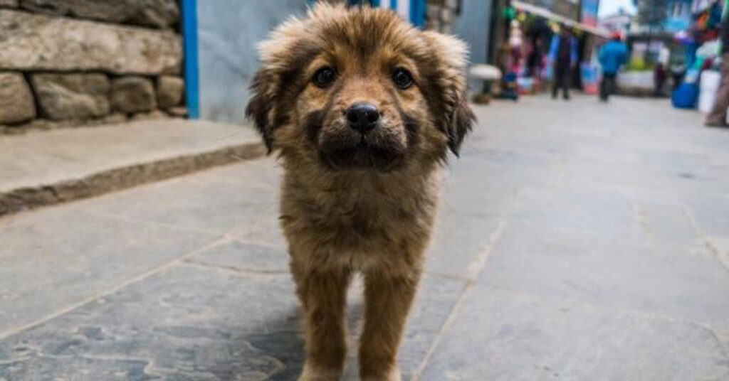 Cane che osserva