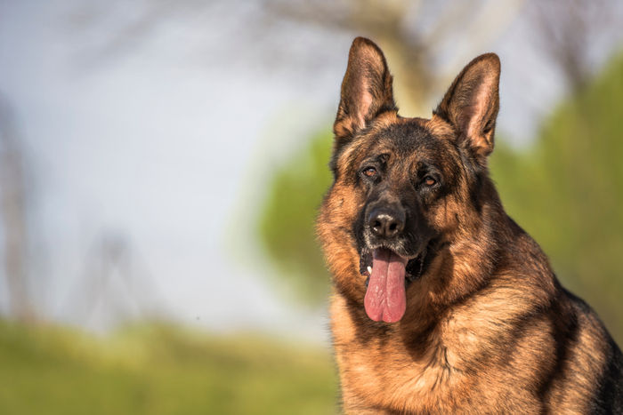 Cane che osserva