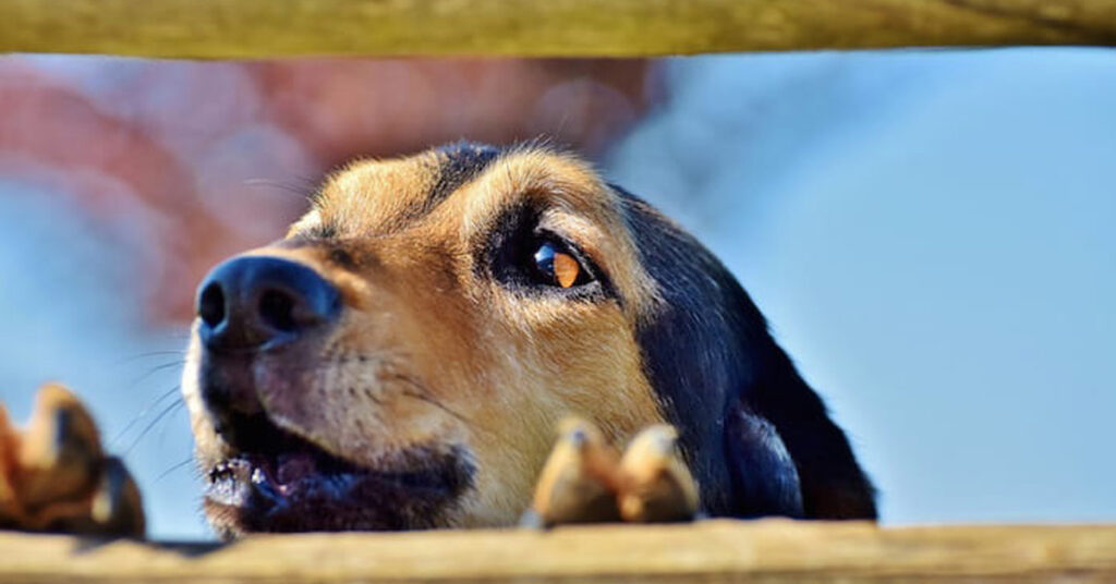 Cane che osserva