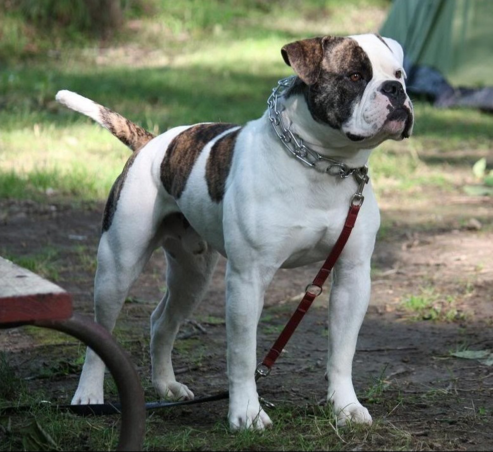 Cane che osserva e punta