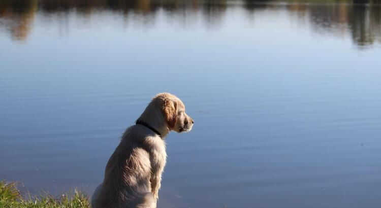 Cane che osserva l'acqua