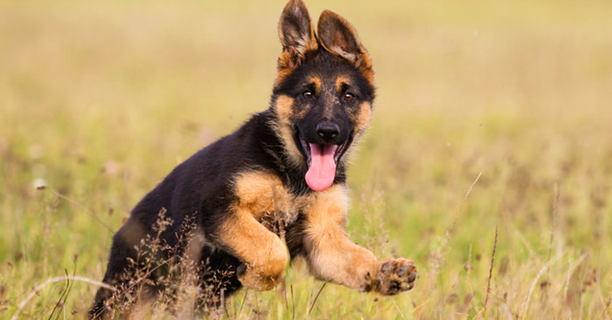 Il cane si ammala e il proprietario spende i risparmi per curarlo: la fidanzata annulla il matrimonio