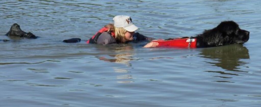 Cane che salva una donna in mare