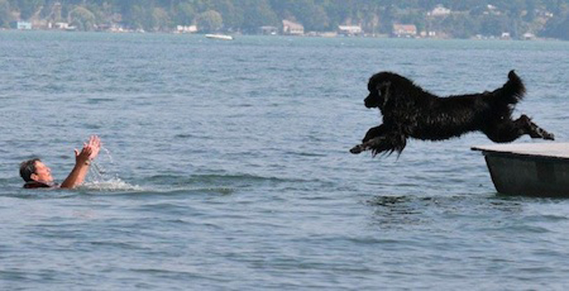 Cane che salva uomo in mare