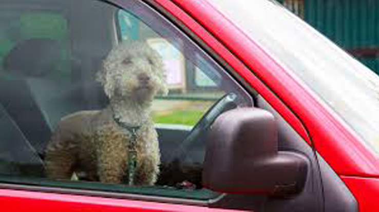 Cane chiuso dentro un'automobile