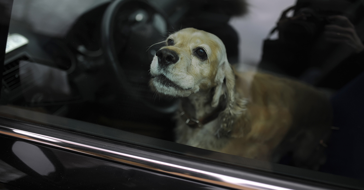 Desio: cane lasciato in auto sotto il sole, il proprietario prende a pugni un vigilante