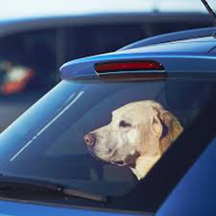 Cane chiuso dentro un'auto