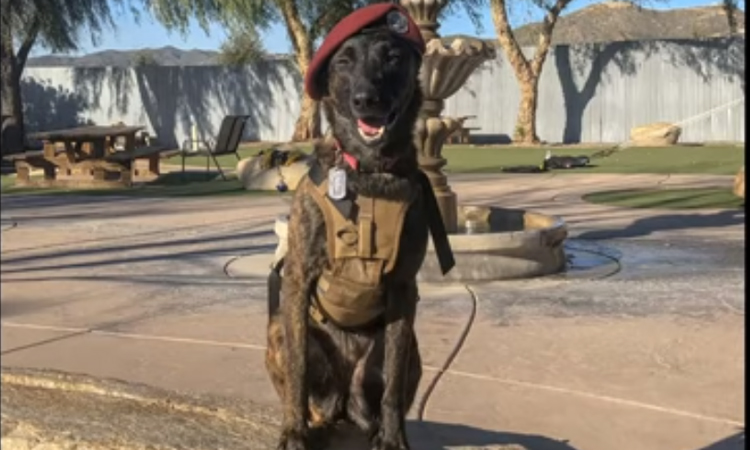 Cane con cappello da militare