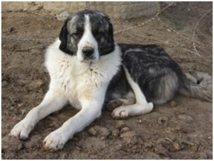 Cane con gli occhi chiusi