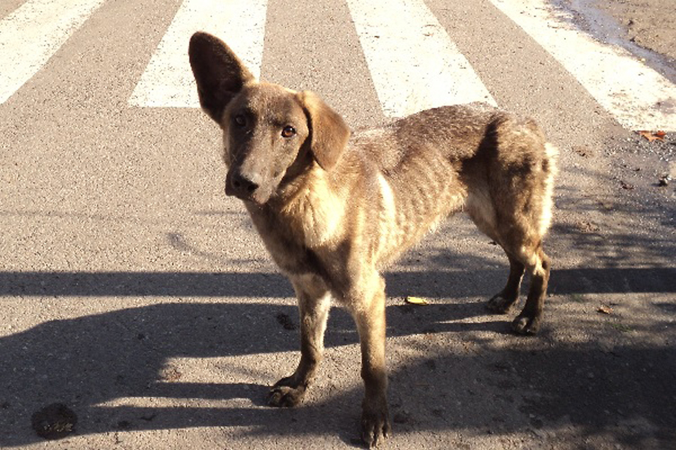 Cane con un orecchio alzato