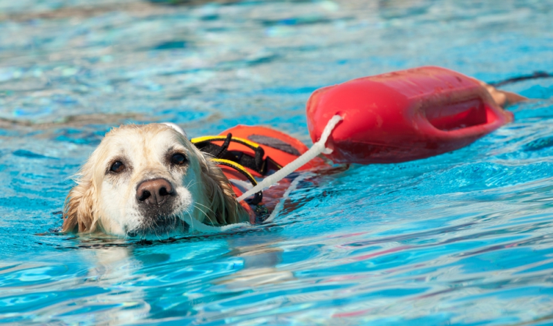 Cane da salvataggio in acqua