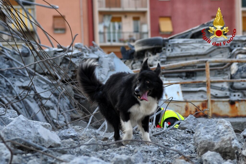 Cane da soccorso