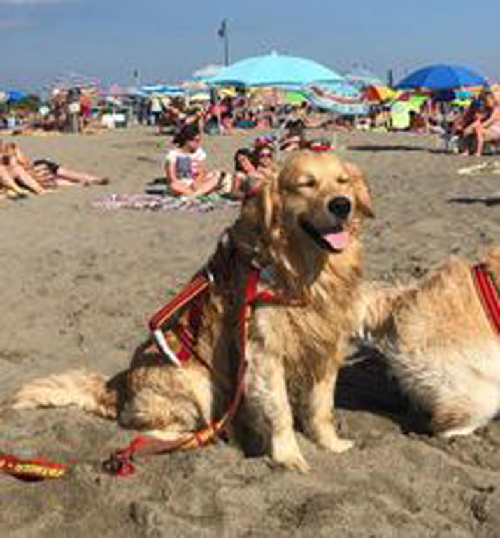 Cane da soccorso in spiaggia
