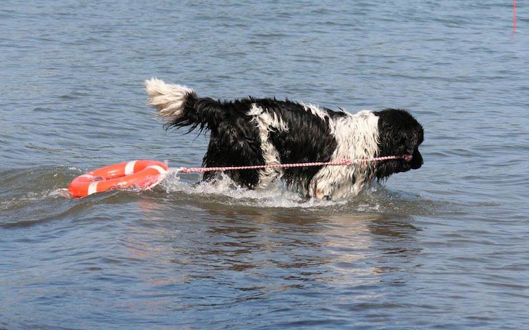 Cane da soccorso