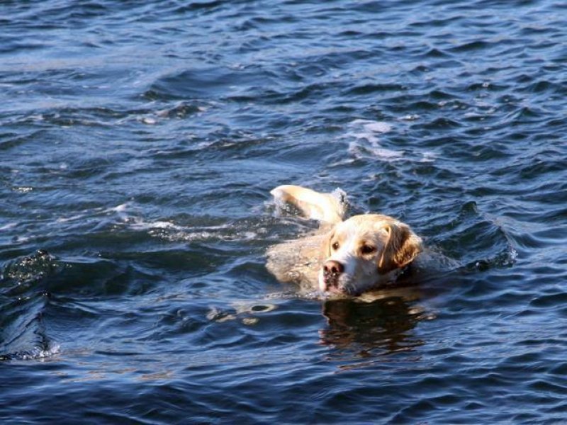 Cane dentro l'acqua