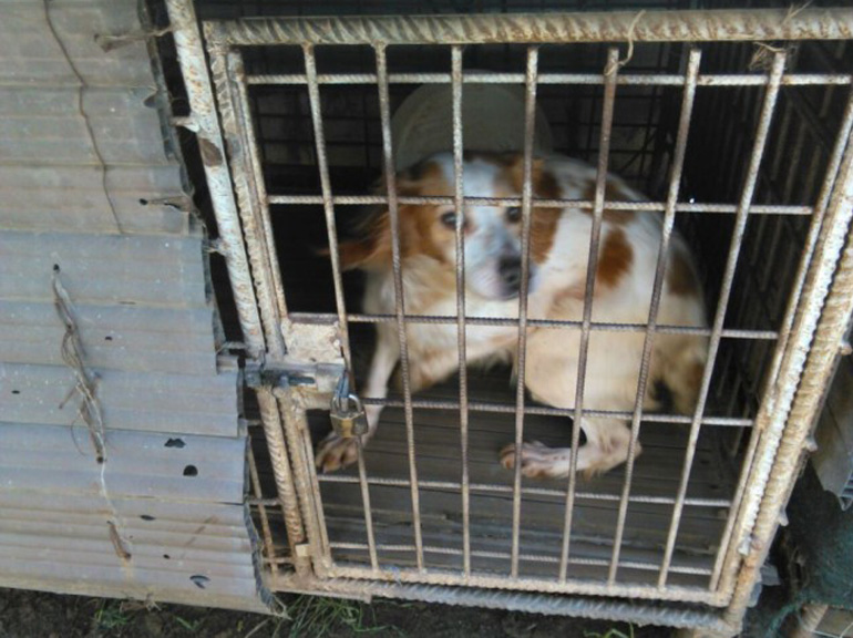 Cane dentro una gabbia