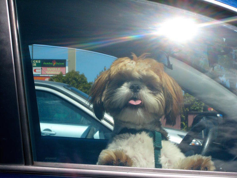 Cane dentro una macchina al sole