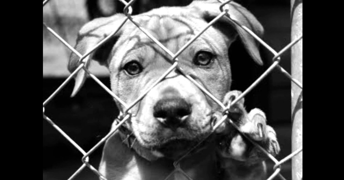Viguzzolo: 16 cani rinchiusi in gabbia liberati dai Carabinieri