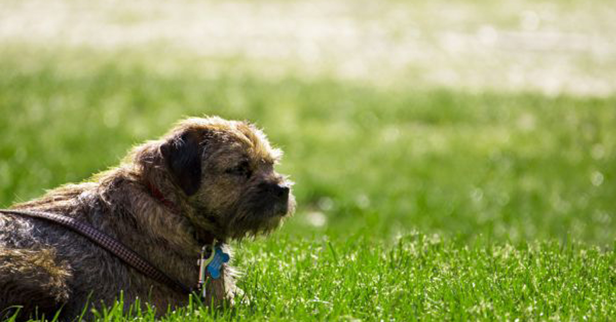 Lauriano: cane colpito da colpo di arma da fuoco perché abbaiava troppo