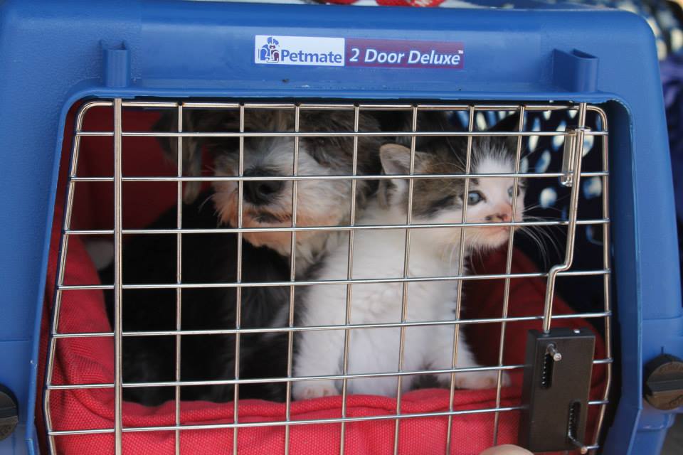 Cane e gatto in un trasportino