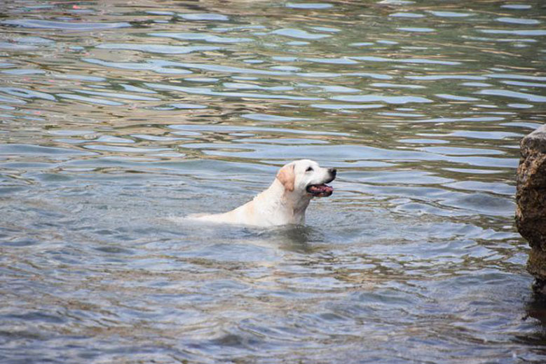 Cane in acqua