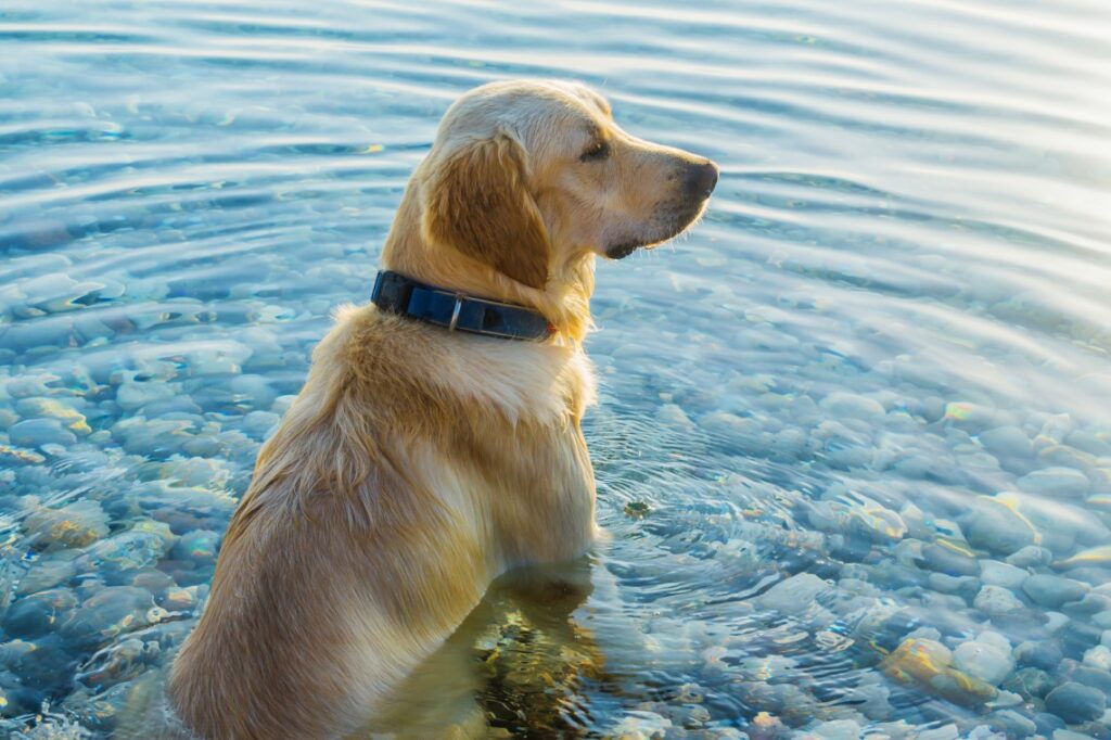 Cane in acqua