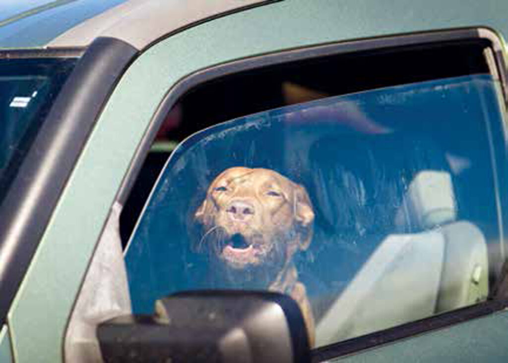 Cane in auto sotto il sole