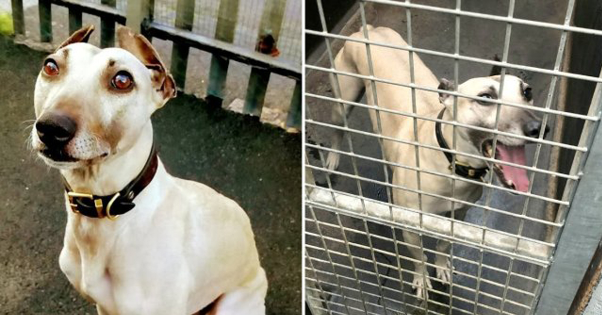 Sam, il cane che aspetta una famiglia da 900 giorni