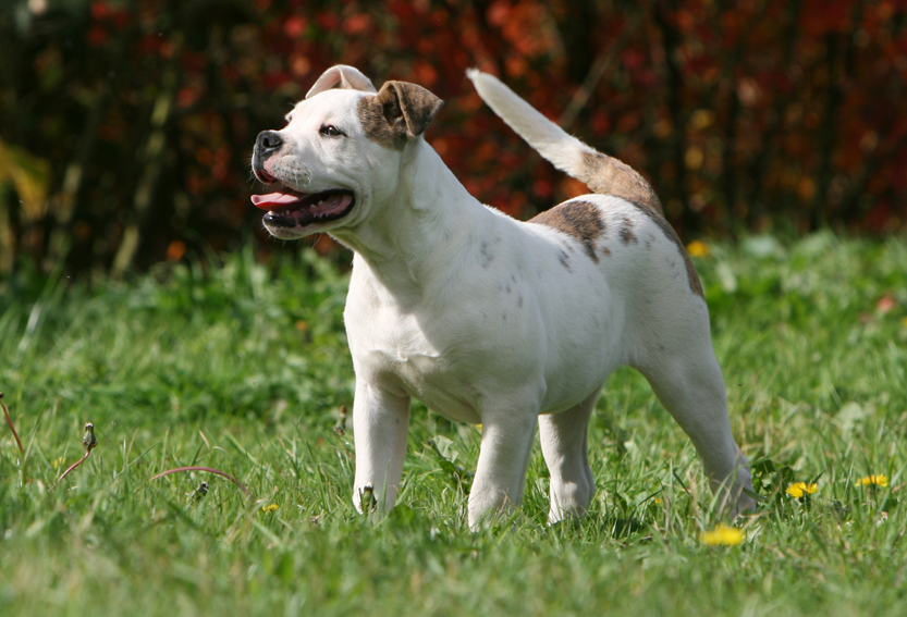 Cane in un prato